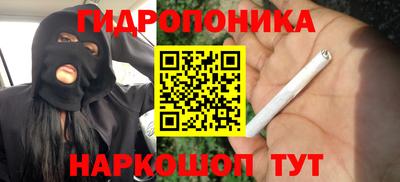 шишки Изобильный